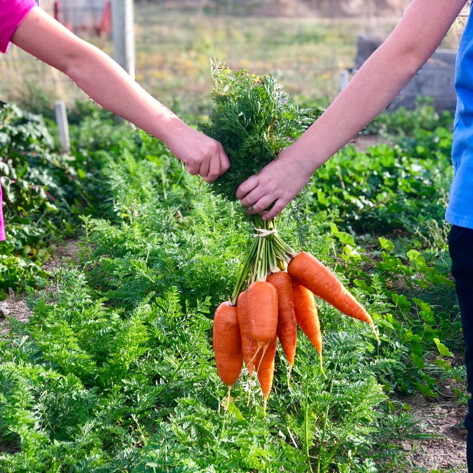 carrots